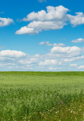 green field with blooming flowers and blue sky