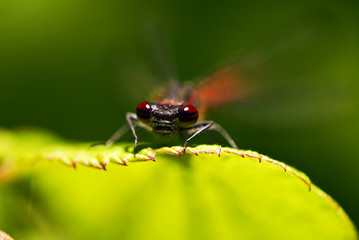 Libelle, klein