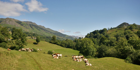 Fototapeta na wymiar krów i Owernia
