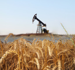 Wheat field with oil pump on the background
