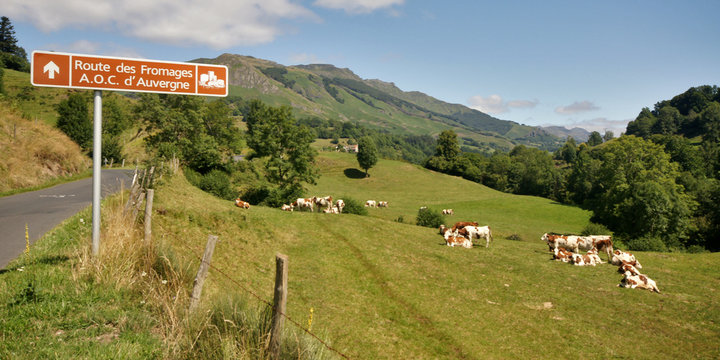 vaches laiti&egrave;res