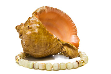 Sea-shell with onyx beads, isolated, on white background