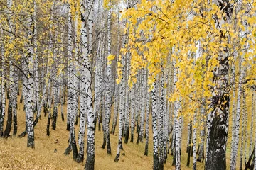 Rolgordijnen magisch berkenbos in herfstverven © vkph