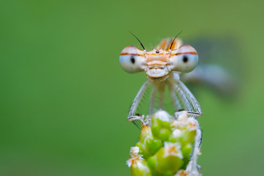 Smiling Damselfly