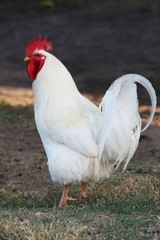 Proud white rooster or cock with red comb