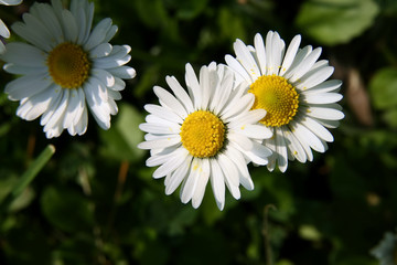 Fototapeta premium Flower