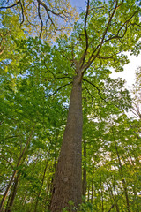 Fototapeta premium tree seen from below