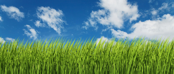 Fototapeta na wymiar herbe verte et ciel bleu avec nuages