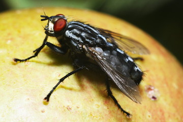 fly on apple