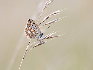 Fototapeta premium A photography of a beautiful little butterfly