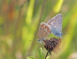 Fototapeta na wymiar A photography of two beautiful little butterfly
