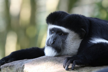 Obraz premium Guereza