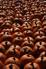 Obraz premium Black and white image of pumpkins after a harvest.