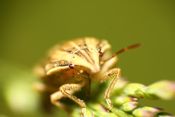 yellow bug