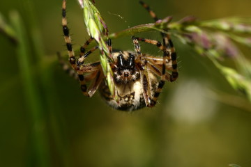 huge cross-spider female
