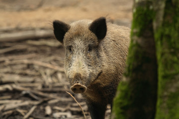Wildschwein