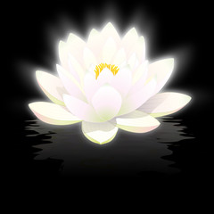 fleur de lotus blanc sur fond noir avec reflets