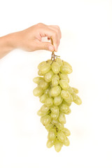 Fruit, sour grapes in a women hand, isolated, white background