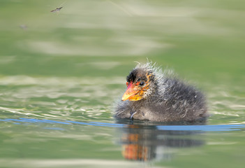 Foulque macroule - Fulica atra - Common Coot