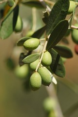 olives