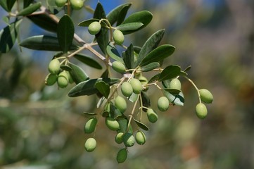 olives