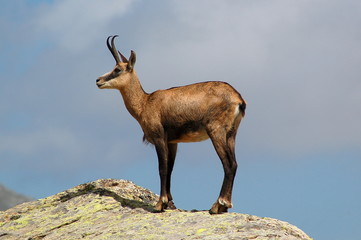 chamois