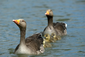 geese © Jason Lovell