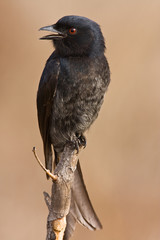 Drongo on pirtch looking to left singing