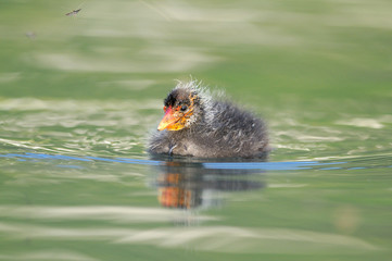 Foulque macroule - Fulica atra