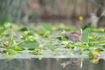 GALLINULE POULE-D'EAU Gallinula chloropus