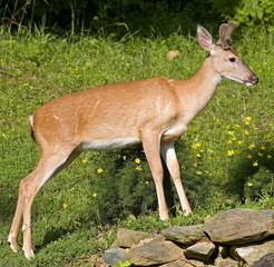 yearling whitetail buck on rocks with grass in the background