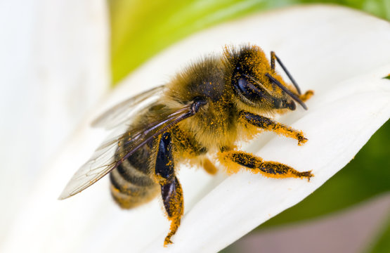 The bee is full of pollen from the flower.