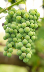 Close-up of a bunch of grapes on grapevine in vineyard