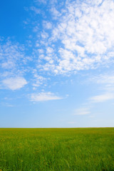 Fototapeta premium Green field and blue sky for background