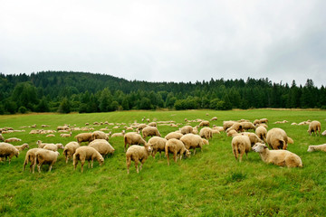 Sheep herd on beautiful mountain  pasture