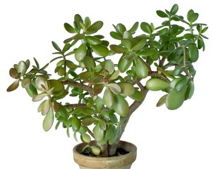 succulent plant