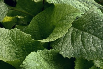 soft green leaves of decorative plant