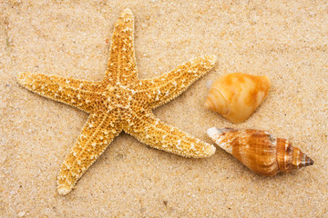 Fototapeta na wymiar Starfish with two conch shells on sand