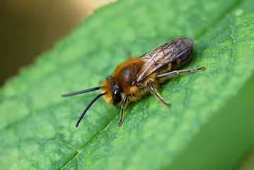 Abeille sur feuille