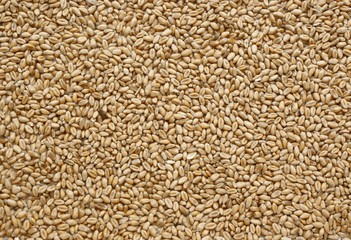 wheat seeds as food background