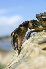 Detail of Small Sea Crab sitting atop some rocks
