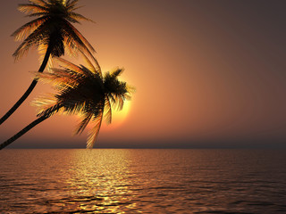 Sunset coconut palm trees on small island.