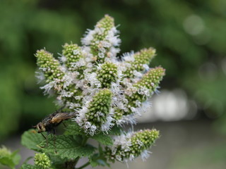 Mouche velue sur une fleur de menthe.