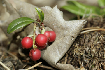 Fruits made out of the cowberry in the forest