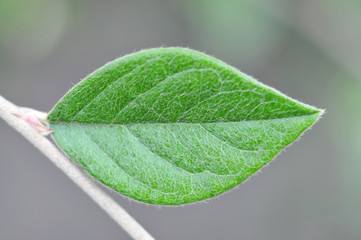 Fototapeta na wymiar Leaf closeup, natural background