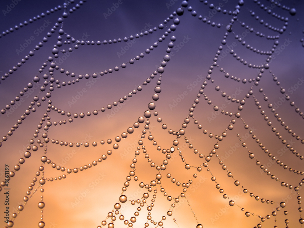 Wall mural close up of a spider web with dew drops