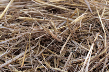 close-up of dry straw on a field
