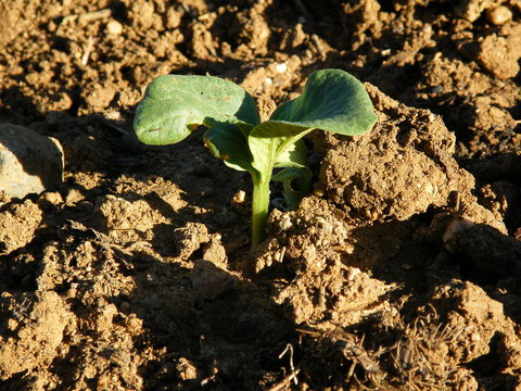 germina&ccedil;&atilde;o