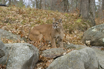 Obraz premium Cougar in the bush. Northern Minnesota