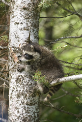 Baby raccoon climbing in tree